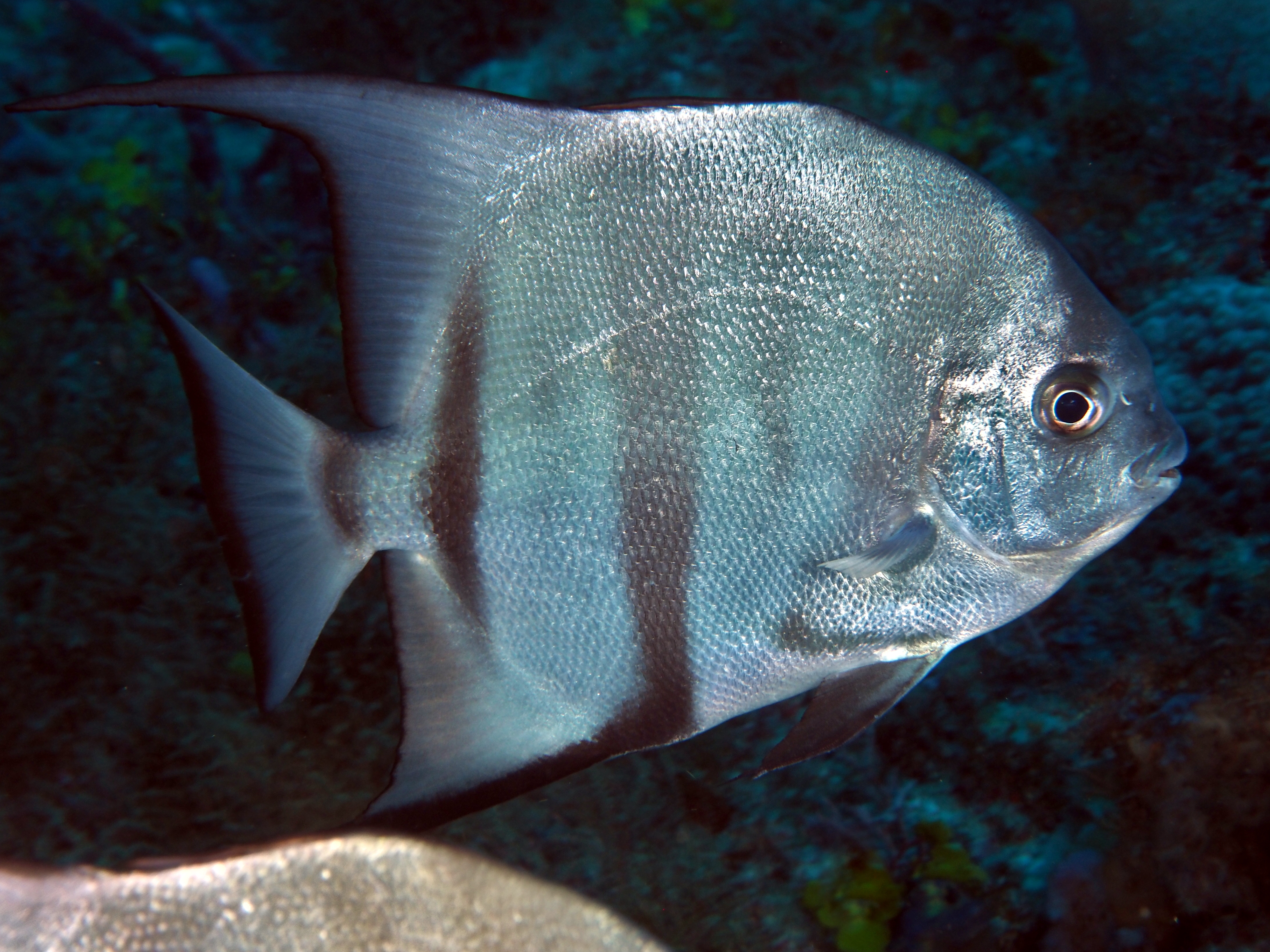 Atlantic Spadefish